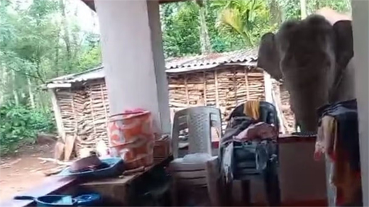Elephant